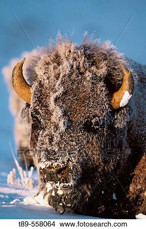 NA, USA, Wyoming, Yellowstone NP, American bison foraging in winter View Large Photo Image Picture - NA, USA, Wyoming, Yellowstone NP, American bison foraging in winter. Fotosearch