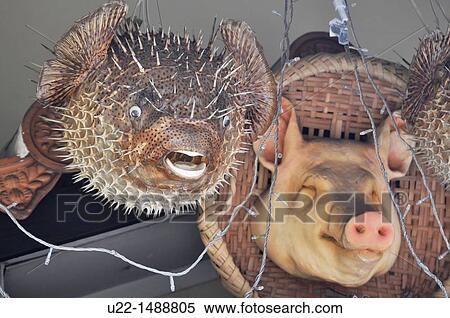 Naha (Japan): dead globefish and pork head used as decoration/ad at the entrance of a restaurant View Large Photo Image Stock Photography - Naha (Japan): dead globefish and pork head used as decoration/ad at the entrance of a restaurant. Fotosearch