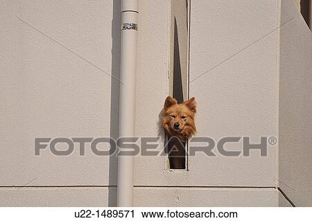 Naha (Japan): funny dog on a balcony View Large Photo Image Stock Image - Naha (Japan): funny dog on a balcony. Fotosearch