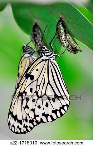 Stock Image - Naha Japan: Idea leuconoe at butterfliy garden in Manko Park. Fotosearch