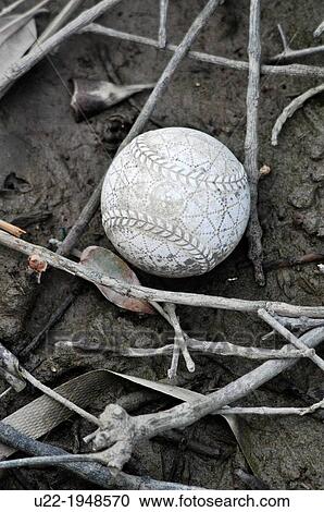 Naha, Okinawa, Japan, baseball ball lost in the mangrove forest of the Manko Lake birds refuge View Large Photo Image Stock Image - Naha, Okinawa, Japan, baseball ball lost in the mangrove forest of the Manko Lake birds refuge. Fotosearch