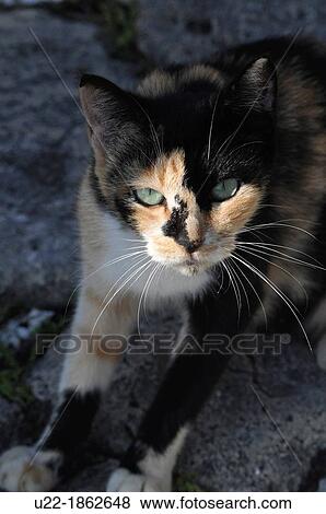 Naha, Okinawa, Japan, female cat View Large Photo Image Stock Photo - Naha, Okinawa, Japan, female cat. Fotosearch