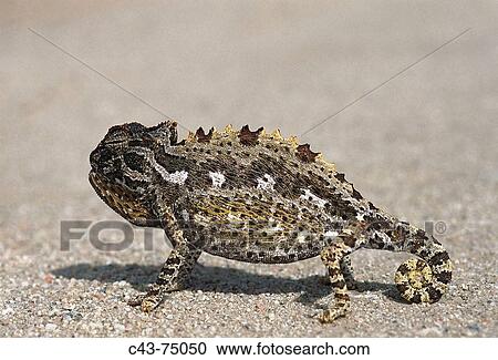 Namaqua Chameleon (Chamaeleo namaquensis). Namibia View Large Photo Image Stock Image - Namaqua Chameleon (Chamaeleo namaquensis). Namibia. Fotosearch