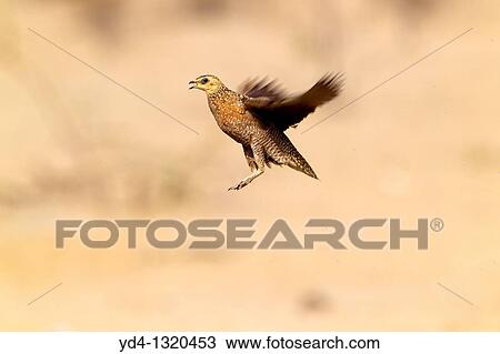 Namaqua Sandgrouse Pterocles namaqua - Female, flying, Mabuasehube, Kgalagadi Transfrontier Park, Kalahari desert, Botswana View Large Photo Image Stock Image - Namaqua Sandgrouse Pterocles namaqua - Female, flying, Mabuasehube, Kgalagadi Transfrontier Park, Kalahari desert, Botswana. Fotosearch