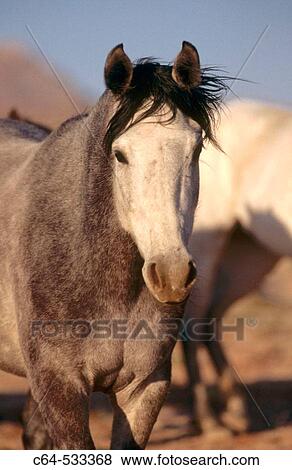 Stock Photo - Namib Desert. Namibia.. Fotosearch