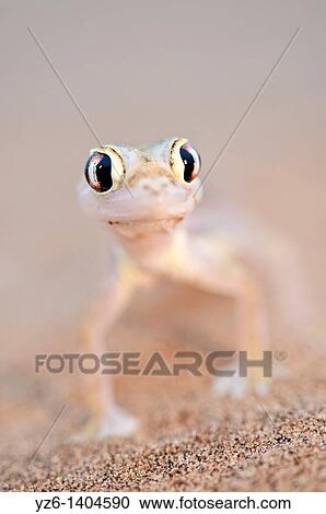 Namib Sand Gecko (Pachydactylus rangei) on sand dunes near Swakopmund, Namibia View Large Photo Image Stock Image - Namib Sand Gecko (Pachydactylus rangei) on sand dunes near Swakopmund, Namibia. Fotosearch