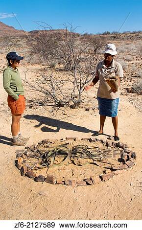Namibia Africa Petrified Forest National Park old living tree and plants in Namibia welwitschia mirabilis tree with guide and tourist and 200 year old plant. View Large Photo Image Stock Photo - Namibia Africa Petrified Forest National Park old living tree and plants in Namibia welwitschia mirabilis tree with guide and tourist and 200 year old plant.. Fotosearch