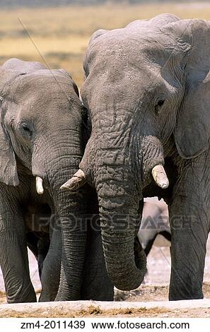 NAMIBIA, ETOSHA NAT'L PARK, ELEPHANT BULLS. View Large Photo Image Stock Photo - NAMIBIA, ETOSHA NAT'L PARK, ELEPHANT BULLS.. Fotosearch