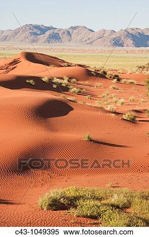 Stock Photography - Namibia - Grass-grown sand dunes and isolated mountain ridges at the edge of the Namib Desert In March during the rainy season with some green vegetation and blooming Devil's Thorn Tribulus zeyheri in the foreground. Fotosearch