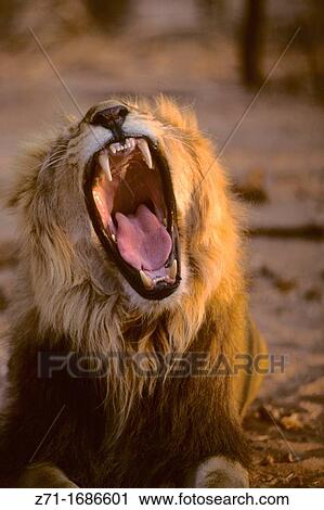 Namibia lion View Large Photo Image Stock Image - Namibia lion. Fotosearch
