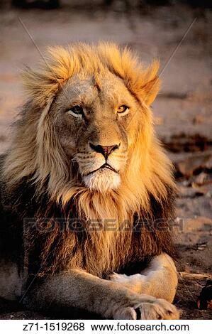 Namibia male lion. View Large Photo Image Stock Photo - Namibia male lion.. Fotosearch