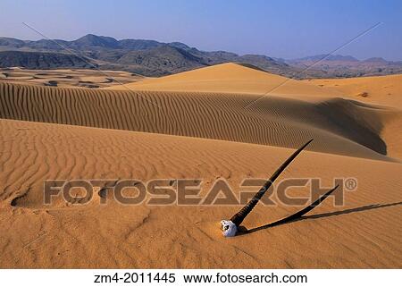 NAMIBIA, NAMIB DESERT, KUNENE RIVER AREA, SAND DUNES WITH ORYX SKULL. View Large Photo Image Stock Photography - NAMIBIA, NAMIB DESERT, KUNENE RIVER AREA, SAND DUNES WITH ORYX SKULL.. Fotosearch