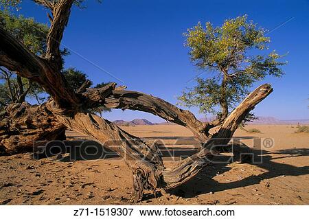 Namibia, Namib Desert, Sesriem, dead tree, landscape scenery. View Large Photo Image Stock Photo - Namibia, Namib Desert, Sesriem, dead tree, landscape scenery.. Fotosearch