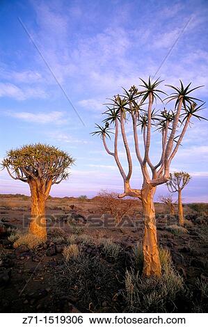 Namibia, quiver trees, aloe dichotoma, landscape, scenery. View Large Photo Image Stock Photograph - Namibia, quiver trees, aloe dichotoma, landscape, scenery.. Fotosearch