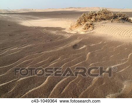 Picture - Namibia - Tiny sand dunes form around the scanty vegetation of the northern Namib Desert from where the strong wind blows the sand towards the belt of large dunes Skeleton Coast Park, Namibia. Fotosearch