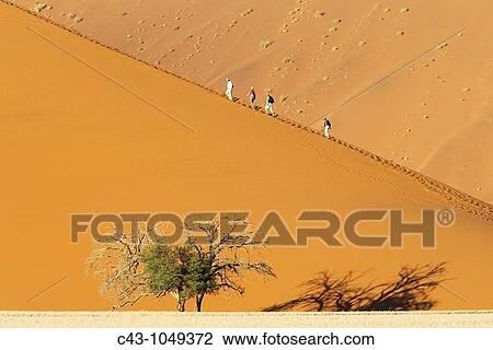 Namibia - Tourists at a sand dune with Camelthorn tree Acacia erioloba in the Namib Desert Namib-Naukluft Park, Namibia View Large Photo Image Stock Image - Namibia - Tourists at a sand dune with Camelthorn tree Acacia erioloba in the Namib Desert Namib-Naukluft Park, Namibia. Fotosearch
