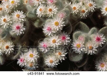Stock Image - Namibian Edelweiss (Helichrysum rosio-niveum). Damaraland, Namibia. Fotosearch