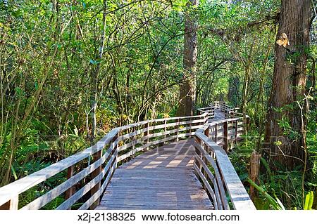 Stock Photography - Naples, Florida - The National Audubon Society's Corkscrew Swamp Sanctuary.. Fotosearch