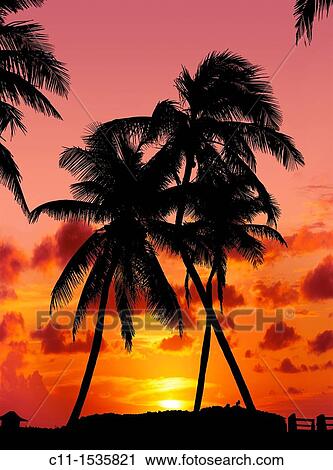 naples orange sunset with palm trees florida usa View Large Photo Image Stock Image - naples orange sunset with palm trees florida usa. Fotosearch