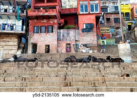 Narad Ghat, Varanasi also known as Benares, Banaras or Kashi, city on the banks of the Ganges in Uttar Pradesh, the holiest of the seven sacred cities (Sapta Puri) in Hinduism View Large Photo Image Stock Photography - Narad Ghat, Varanasi also known as Benares, Banaras or Kashi, city on the banks of the Ganges in Uttar Pradesh, the holiest of the seven sacred cities (Sapta Puri) in Hinduism. Fotosearch