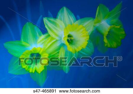 Narcissus hybrid, April 2005, Maryland, USA. View Large Photo Image Stock Image - Narcissus hybrid, April 2005, Maryland, USA.. Fotosearch