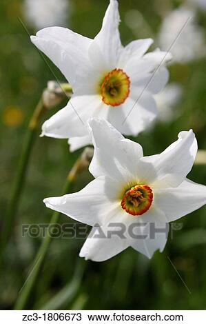 Narcissus in Charmant Som, Chartreuse, Is? re, Rh? ne-Alpes, France View Large Photo Image Stock Image - Narcissus in Charmant Som, Chartreuse, Is? re, Rh? ne-Alpes, France. Fotosearch