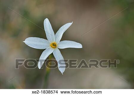 Picture - Narcissus serotinus, Crete. Fotosearch