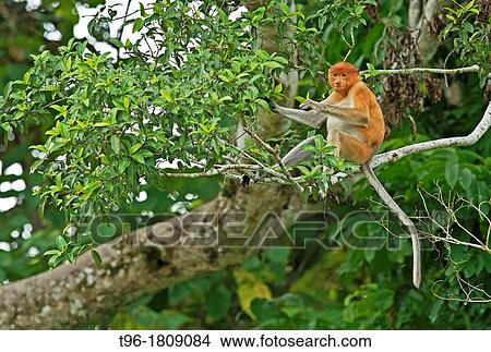 Picture - Nasalis larvatus, Proboscis Monkey. Fotosearch