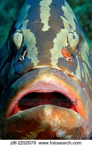 Nassau grouper, Epinephelus striatus, Cayman Islands. View Large Photo Image Stock Photo - Nassau grouper, Epinephelus striatus, Cayman Islands.. Fotosearch