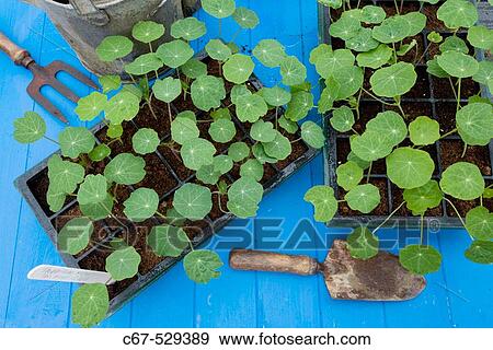 Stock Photo - Nasturtium Seedlings. Fotosearch