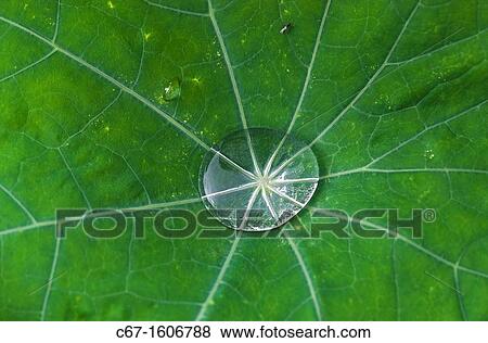 Nasturtiums leaf with captured rain View Large Photo Image Stock Photo - Nasturtiums leaf with captured rain. Fotosearch