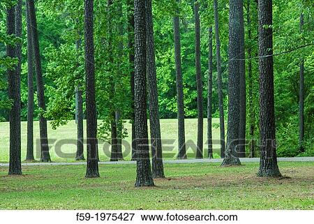 Stock Photo - Natchez Trace, Mississippi.. Fotosearch