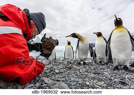 National Geographic photographer Jay Dickman photographing king penguins in Fortuna Bay, South Georgia, South Atlantic Ocean. View Large Photo Image Stock Image - National Geographic photographer Jay Dickman photographing king penguins in Fortuna Bay, South Georgia, South Atlantic Ocean.. Fotosearch