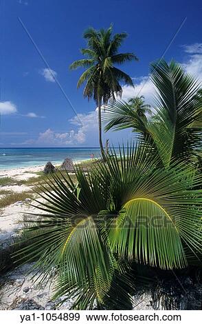 National park of Del Este, Saona island, Dominican Republic, Caribbean View Large Photo Image Stock Photo - National park of Del Este, Saona island, Dominican Republic, Caribbean. Fotosearch