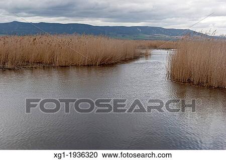 National Park Tablas de Daimiel, Ciudad Real, Castilla la Mancha, Spain, Europe View Large Photo Image Stock Image - National Park Tablas de Daimiel, Ciudad Real, Castilla la Mancha, Spain, Europe. Fotosearch