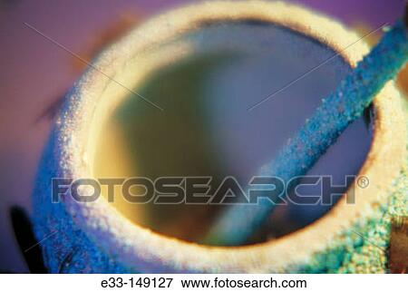 Native american items. Acoma indian's medicine bowl View Large Photo Image Stock Photo - Native american items. Acoma indian's medicine bowl. Fotosearch