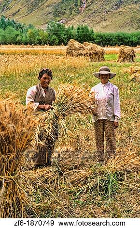 Native poor farmers with hay in fields in rural country outside the city of Lhasa Tibet China View Large Photo Image Stock Photo - Native poor farmers with hay in fields in rural country outside the city of Lhasa Tibet China. Fotosearch