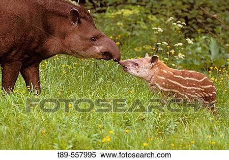 Native to South America, Amazon. Brazilian Tapir (Tapirus terres tris) View Large Photo Image Stock Photography - Native to South America, Amazon. Brazilian Tapir (Tapirus terres tris). Fotosearch