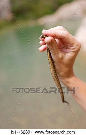 natrix matura caught in Villahermosa river, Ludiente, Castell? n, Comunidad Valenciana, Spain, Europe View Large Photo Image Stock Photo - natrix matura caught in Villahermosa river, Ludiente, Castell? n, Comunidad Valenciana, Spain, Europe. Fotosearch