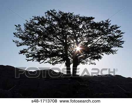 Natural Park of Mt Gorbea. Vizcaya. Basque Country. Spain. Europe. View Large Photo Image Stock Photo - Natural Park of Mt Gorbea. Vizcaya. Basque Country. Spain. Europe.. Fotosearch