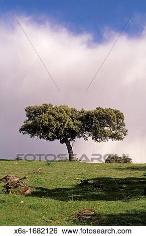 Natural park of Sierra de Andjar, Ja? n, Spain View Large Photo Image Stock Photograph - Natural park of Sierra de Andjar, Ja? n, Spain. Fotosearch