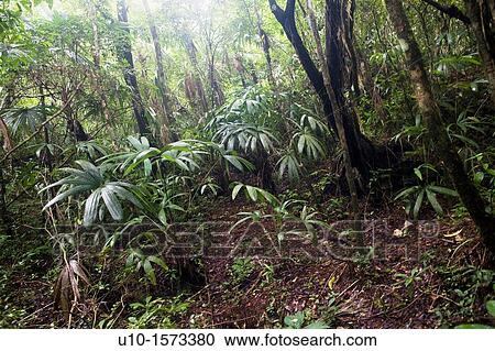 Stock Image - Natural Reserve of the Biosphere Montes Azules, Las Nubes, Chiapas, M? xico. Fotosearch