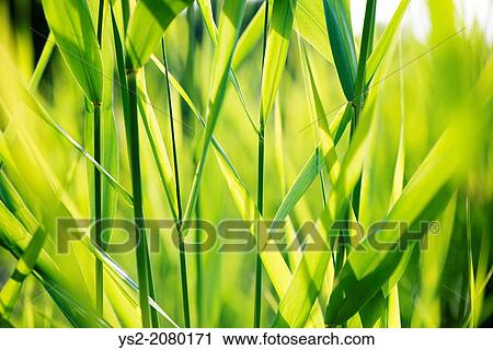 Nature detail, close up of green summer reed. View Large Photo Image Stock Image - Nature detail, close up of green summer reed.. Fotosearch