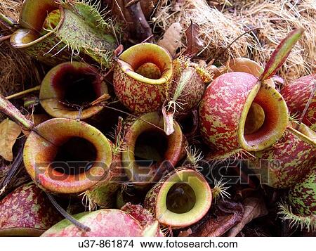 Nature View Large Photo Image Picture - Nature. Fotosearch