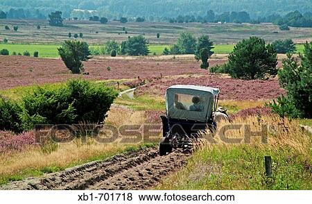Nature reserve park L? neburg Heath, with a horse-drawn carriage through the heath, district Soltau-Fallingbostel, Lower-Saxony, Germany View Large Photo Image Stock Photo - Nature reserve park L? neburg Heath, with a horse-drawn carriage through the heath, district Soltau-Fallingbostel, Lower-Saxony, Germany. Fotosearch