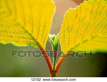 Nature View Large Photo Image Stock Image - Nature. Fotosearch