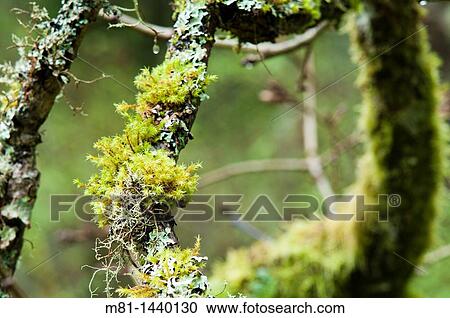 Stock Image - Nature. Fotosearch