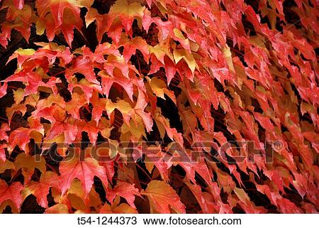 Nature View Large Photo Image Stock Image - Nature. Fotosearch