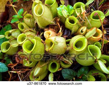 Nature View Large Photo Image Stock Image - Nature. Fotosearch