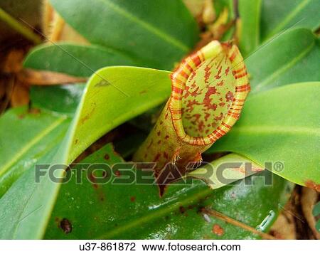 Nature View Large Photo Image Stock Image - Nature. Fotosearch